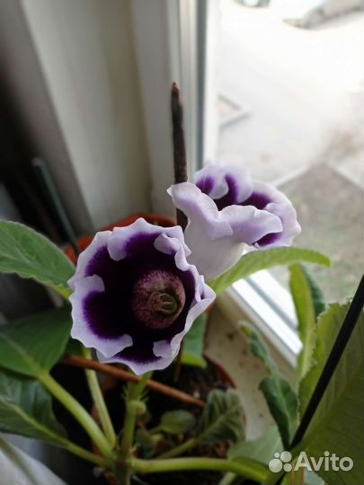 Глоксиния листочки