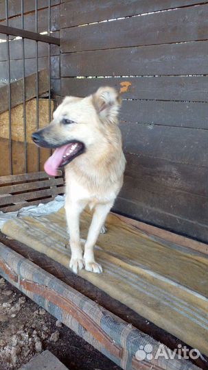 Две сестренки