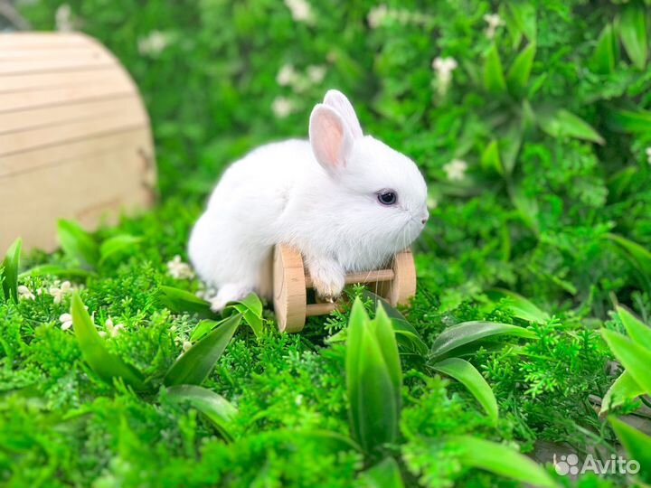 Карликовый кролик - добрый и ручной