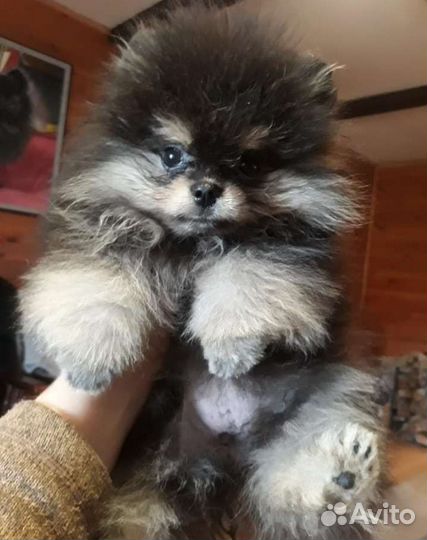 Шпицешарик