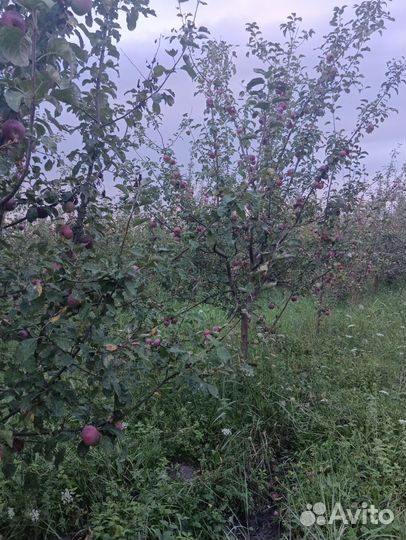 Яблоки либерти