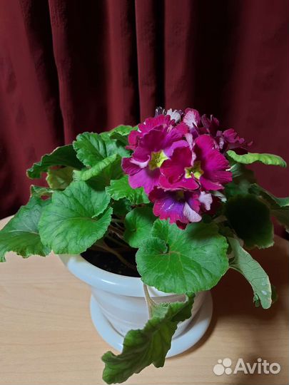 Примула комнатная