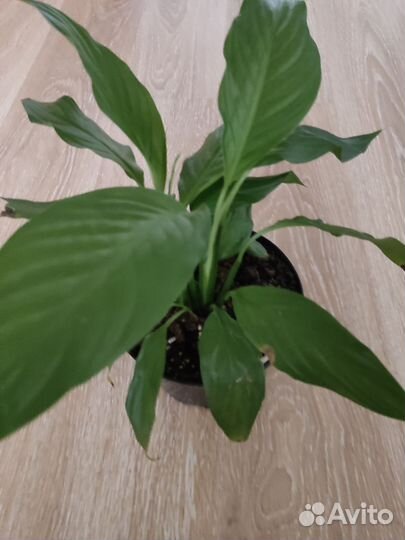 Комнатные цветы