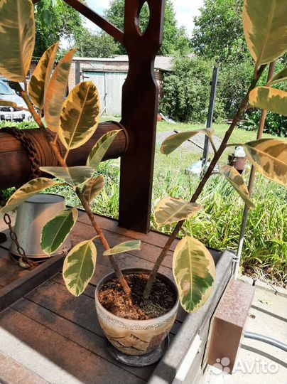 Фикус каучуконосный эластика тинеки