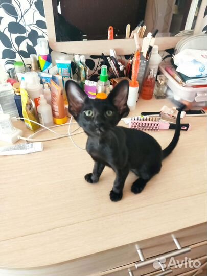 Ориентальные котята