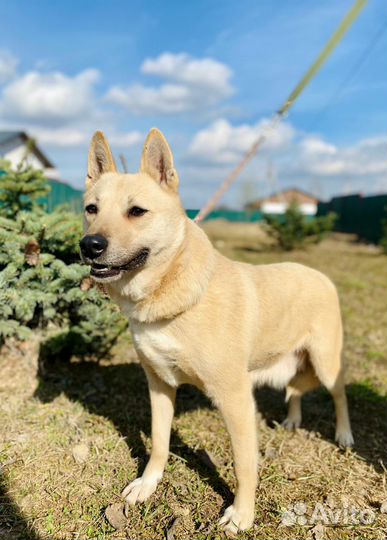 Собака в дар