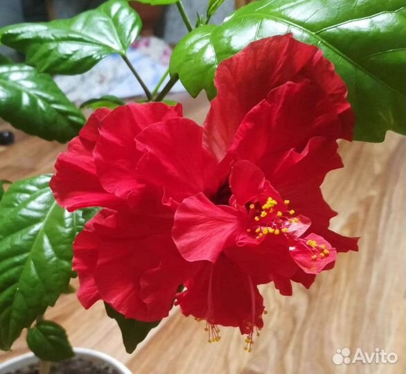 Гибискус китайская роза