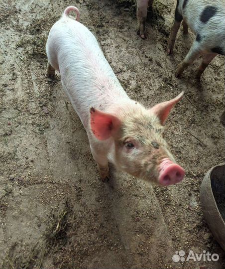 Поросята Дюрок