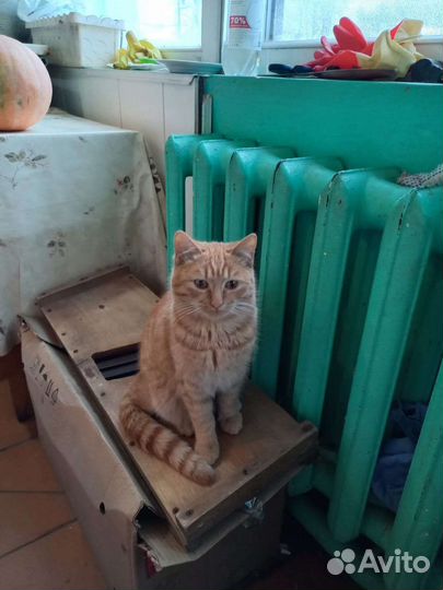 Котенок 6 месяцев