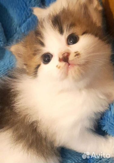 Сибирские котята