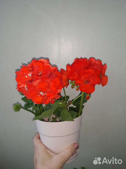 Пеларгония герань сортовая