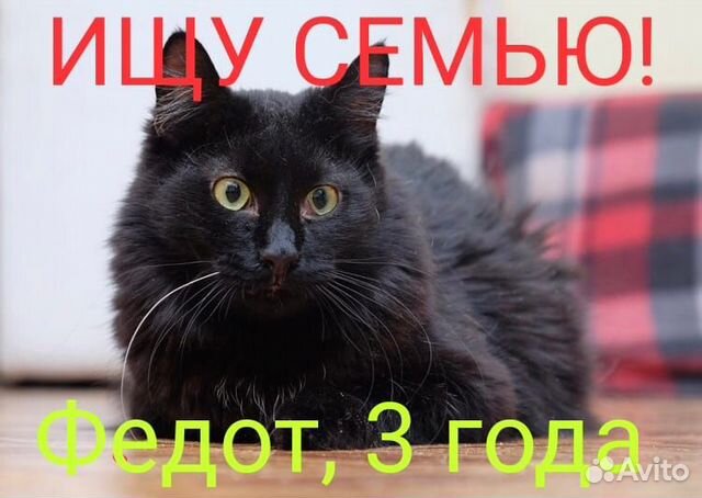 Кот федот, 3.г., кастрирован, привит купить в Санкт-Петербурге ...