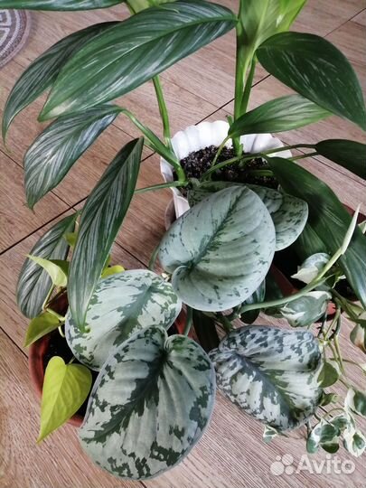 Цветики домашние