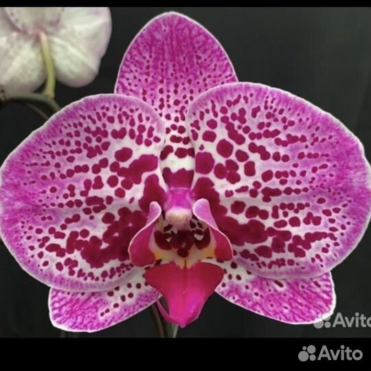 Орхидея фаленопсис
