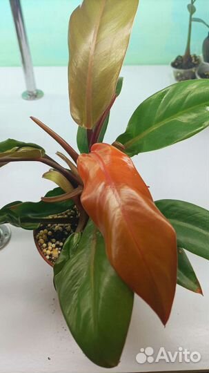 Филодендрон Принц Оранж