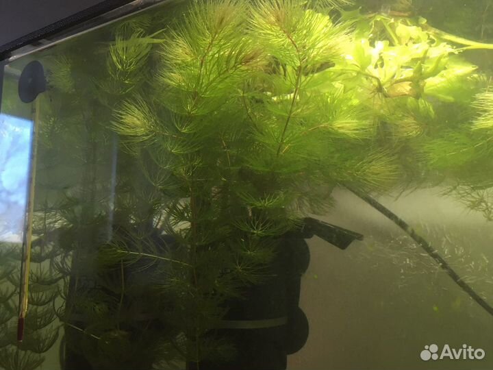 Роголистник