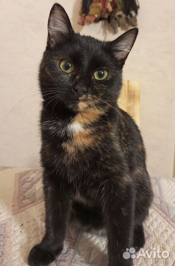 Кошка в дар бесплатно