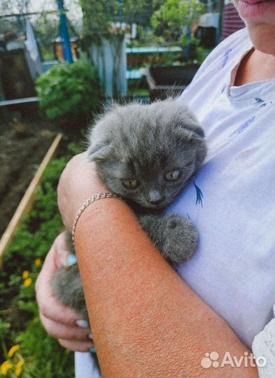 Британская вислоухая