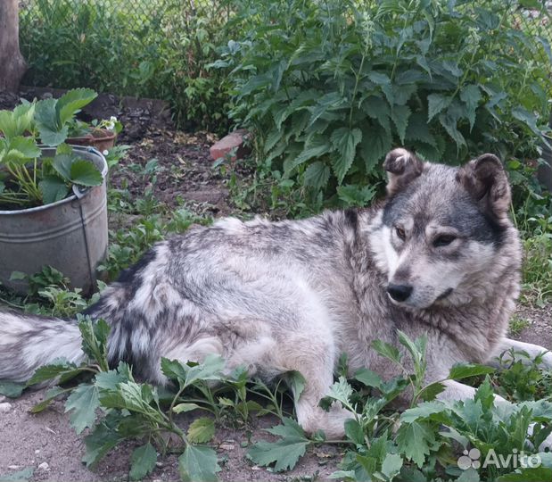 Отдам надёжным людям Хаски