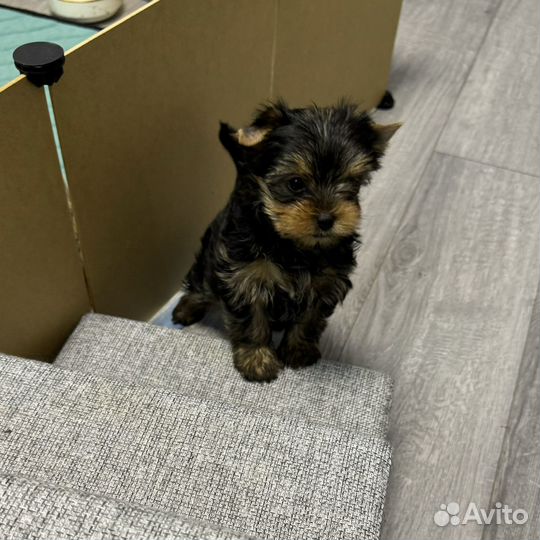 Йоркширский терьер, девочка