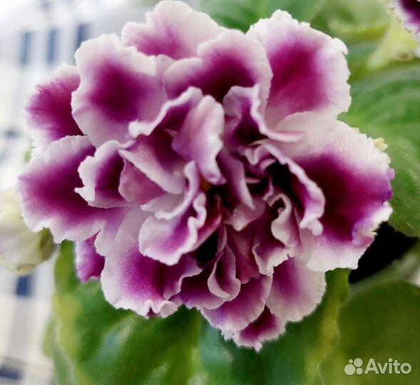 Сенполии (фиалки)