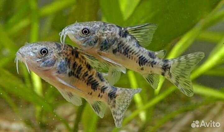 Сомы Панаки, Анцитрусы, Коридорасы Ларикарии