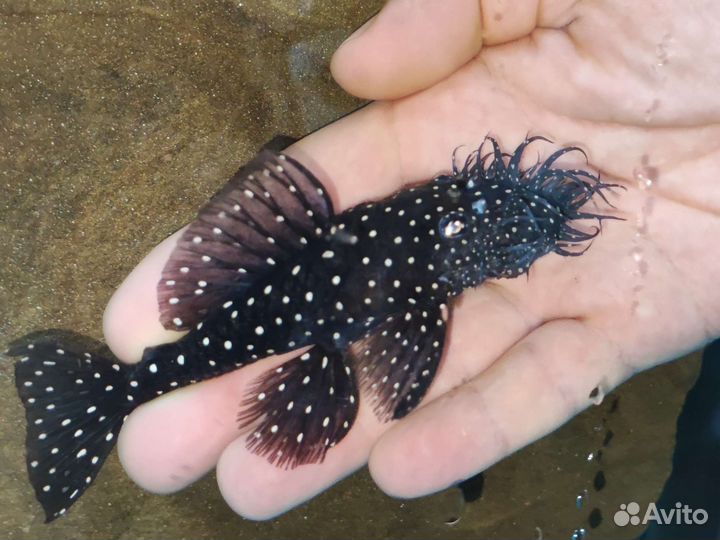 Номерной сом Анциструс L-184 