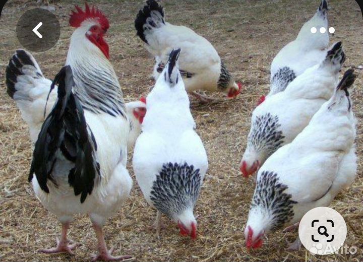 Куры несушки продам