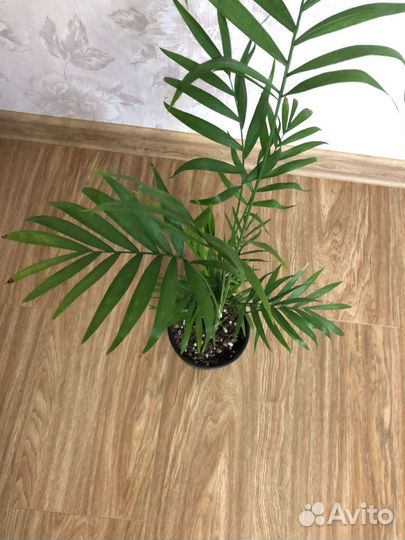 Хамидорея, Дипсис