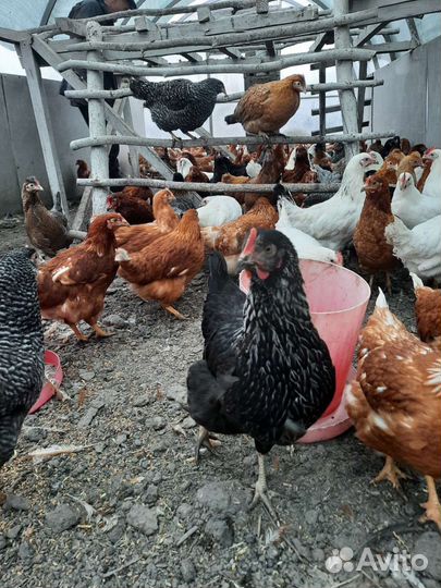 Молодые куры несушки много разных пород и кроссов