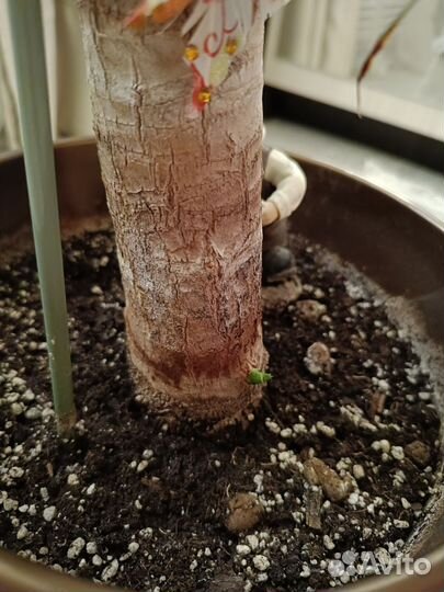 Пальма юкка