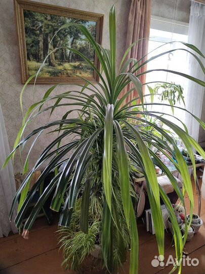 Пальма панданус