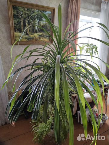 Пальма панданус