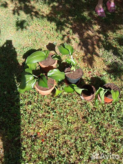 Эухарис амазонская лилия