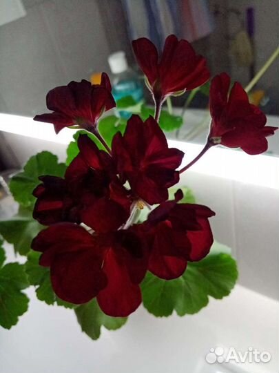 Герани, Бугенвил. Коланхоэ