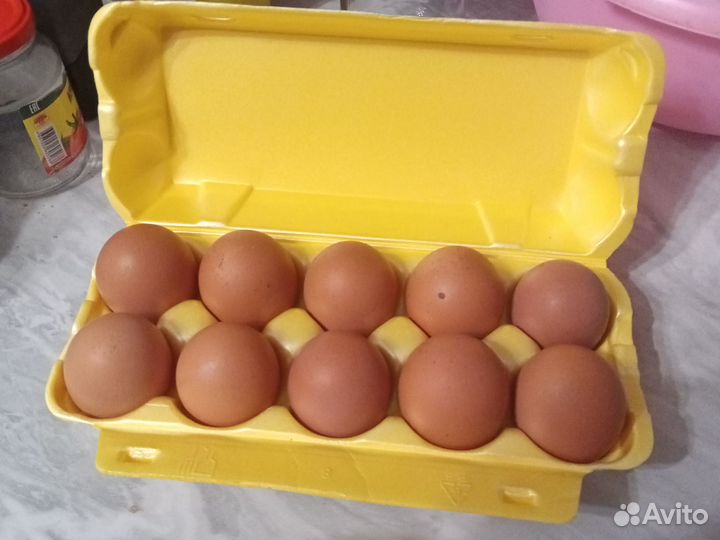 Домашние куриные яйца