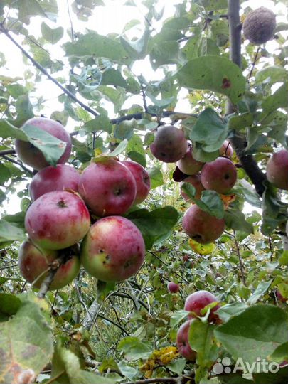 Плодово- ягодные и декоративные саженцы