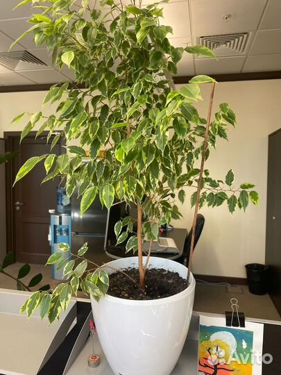 Комнатные цветы Фикус