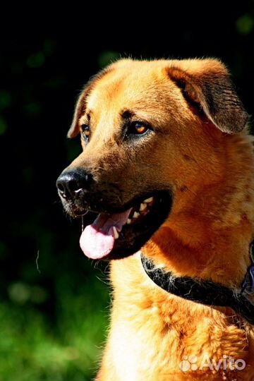 Собака-улыбака с идеальным характером в любящую се