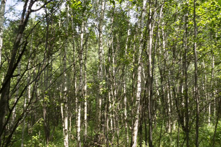 Участок 9 га (СНТ, ДНП)