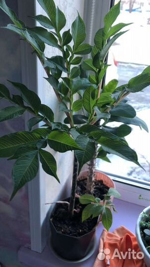 Аморфофаллус