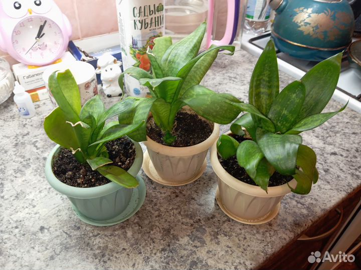 Сансевиерия