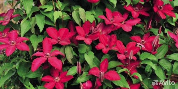 Саженцы Малина,Ежевика,Смородина,Слива,Крыжовник