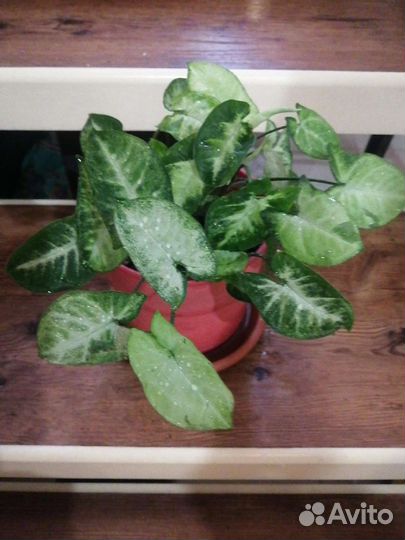 Сингониум, хлорофитум грин оранж