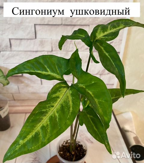 Сингониумы