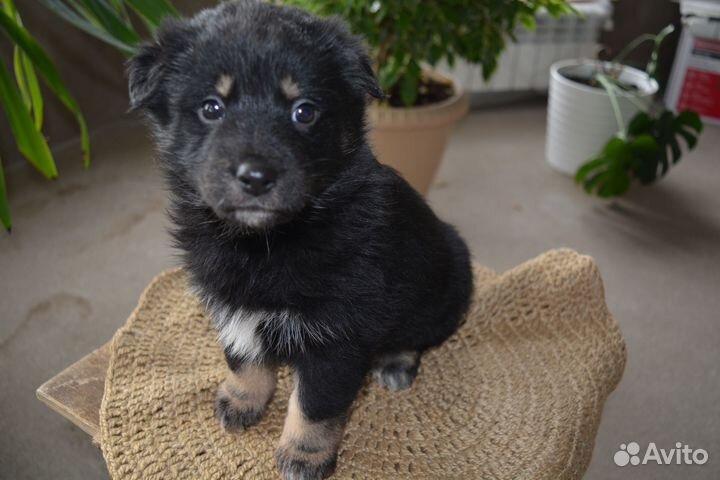 Щенки овчарки