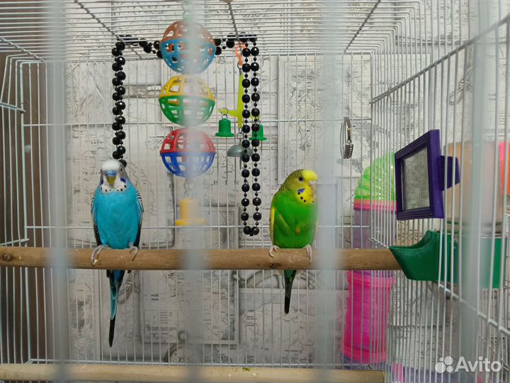 Волнистый попугай