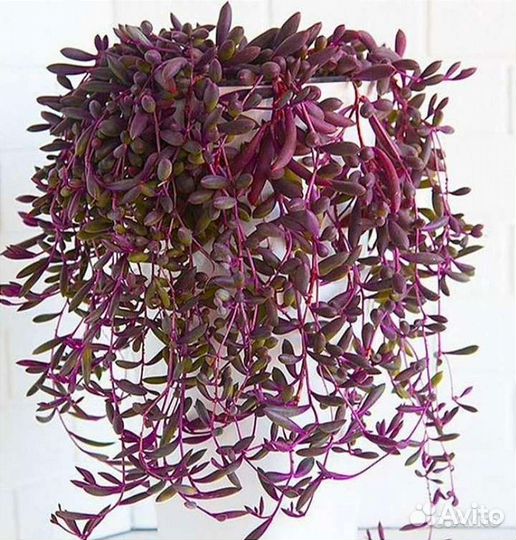 Суккуленты