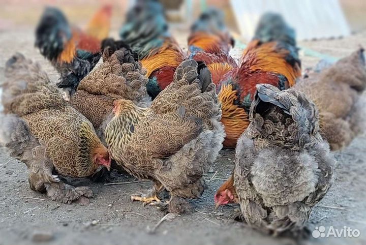 Цыплята брамы куропатчатой