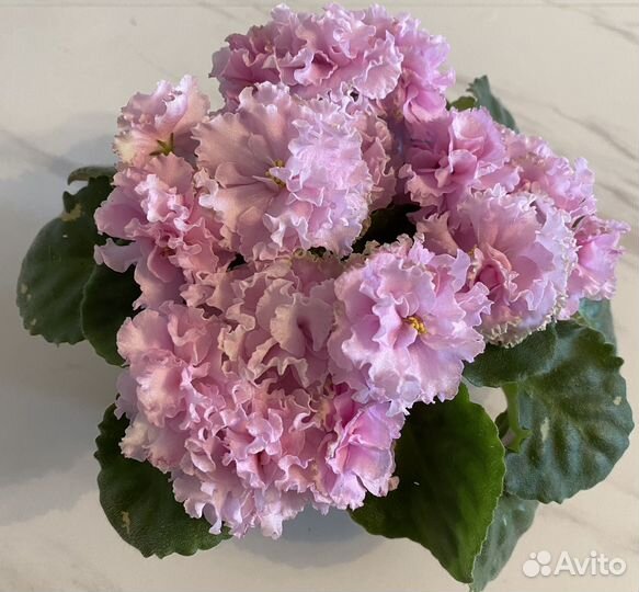 Детки сортовых фиалок